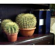 Cactus Echinocactus Grusonii